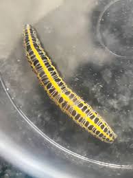 Attēlu rezultāti vaicājumam “Calophasia lunula larva”