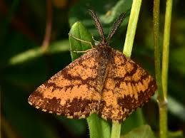 Attēlu rezultāti vaicājumam “Ematurga atomaria male”