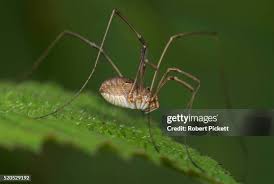 Attēlu rezultāti vaicājumam “Phalangium opilio”