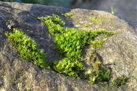 Attēlu rezultāti vaicājumam “Rhynchostegiella tenella macro”