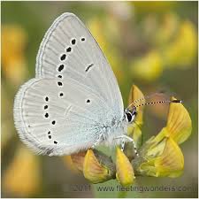 Attēlu rezultāti vaicājumam “Cupido minimus female”