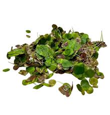 Attēlu rezultāti vaicājumam “Spirodela polyrhiza”