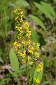 Image result for Solidago virgaurea