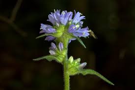 Attēlu rezultāti vaicājumam “Campanula cervicaria bud”