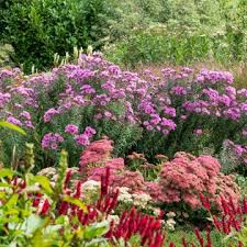 Image result for Echinacea Lustre hybrids