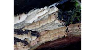 Attēlu rezultāti vaicājumam “Antrodia pulvinascens”