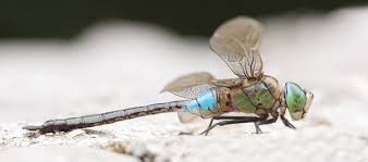 Attēlu rezultāti vaicājumam “Anax parthenope”