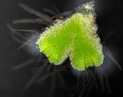 Attēlu rezultāti vaicājumam “Ricciocarpos natans”