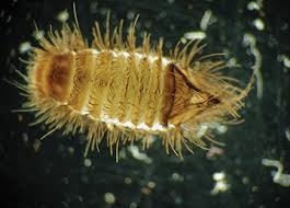 Attēlu rezultāti vaicājumam “Anthrenus sp. larva”