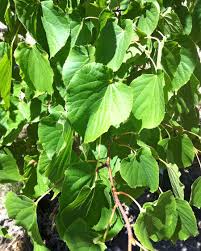 Attēlu rezultāti vaicājumam “Tilia cordata leaf”