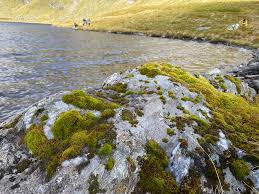 Attēlu rezultāti vaicājumam “Pterigynandrum filiforme”