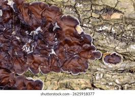 Attēlu rezultāti vaicājumam “Auricularia mesenterica”