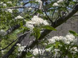 Attēlu rezultāti vaicājumam “x Sorbaronia fallax”