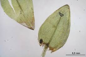 Attēlu rezultāti vaicājumam “Straminergon stramineum”