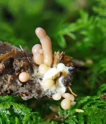 Attēlu rezultāti vaicājumam “Hemitrichia sp.”