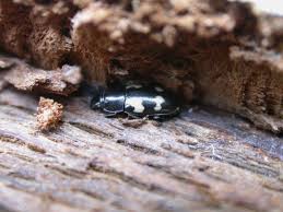 Attēlu rezultāti vaicājumam “Hylecoetus dermestoides male”