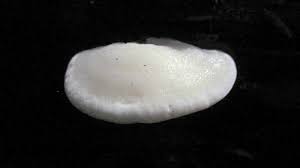 Attēlu rezultāti vaicājumam “Tyromyces chioneus”