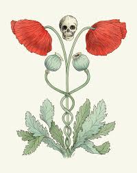 Image result for Papaver somniferum