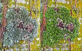 Attēlu rezultāti vaicājumam “Pleurosticta acetabulum”