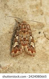 Attēlu rezultāti vaicājumam “Mythimna flammea”