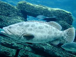 Image result for Epinephelus tukula