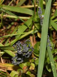 Attēlu rezultāti vaicājumam “Physarum murinum”