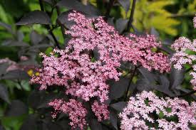 Attēlu rezultāti vaicājumam “Sambucus nigra flower”