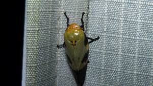 Attēlu rezultāti vaicājumam “Aphrophoridae”