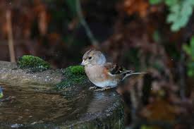 Attēlu rezultāti vaicājumam “Fringilla montifringilla female”