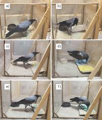 Attēlu rezultāti vaicājumam “Corvus cornix juvenile”