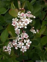 Attēlu rezultāti vaicājumam “Aronia melanocarpa flower”