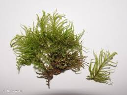 Attēlu rezultāti vaicājumam “Eurhynchium striatum”