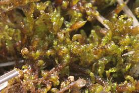 Attēlu rezultāti vaicājumam “Scorpidium cossonii”