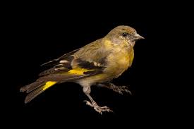 Attēlu rezultāti vaicājumam “Carduelis spinus female”