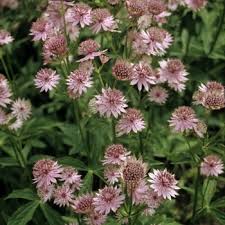 Image result for Astrantia majon `Abbey Road`