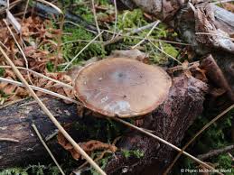 Attēlu rezultāti vaicājumam “Polyporus brumalis”