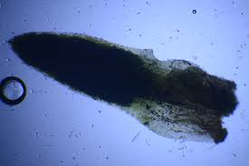 Attēlu rezultāti vaicājumam “Pogonatum nanum”