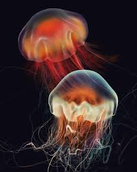 Image result for Cyanea capillata