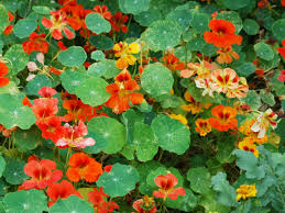 Image result for Tropaeolum minus
