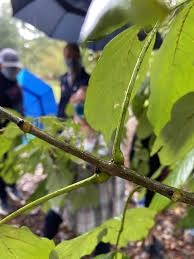 Attēlu rezultāti vaicājumam “Fraxinus pennsylvanica fruit”