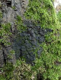 Attēlu rezultāti vaicājumam “Kretzschmaria deusta”