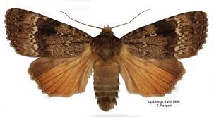 Attēlu rezultāti vaicājumam “Amphipyra pyramidea”