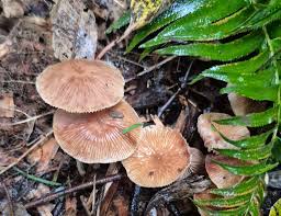 Attēlu rezultāti vaicājumam “Collybia tuberosa”
