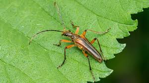 Attēlu rezultāti vaicājumam “Stenocorus meridianus”