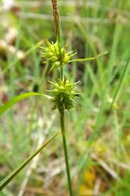 Attēlu rezultāti vaicājumam “Carex scandinavica”