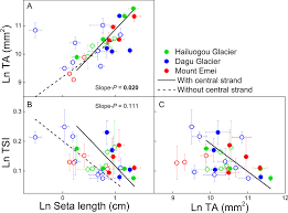 Attēlu rezultāti vaicājumam “Gymnostomum calcareum macro”