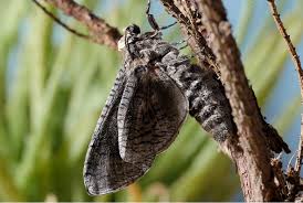 Attēlu rezultāti vaicājumam “Cossus cossus imago”