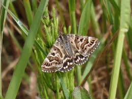 Attēlu rezultāti vaicājumam “Callistege mi”