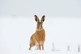 Attēlu rezultāti vaicājumam “Lepus europaeus adult”