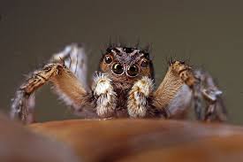 Attēlu rezultāti vaicājumam “Aelurillus v-insignitus”